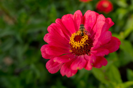 百日菊