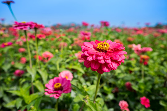 百日菊