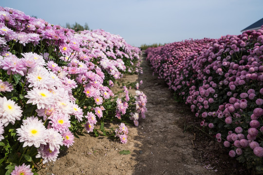 菊花