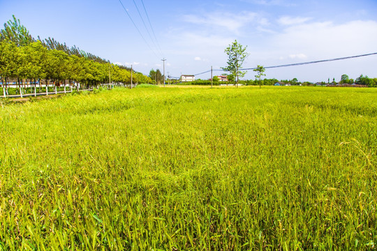 麦田