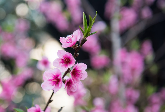 桃花