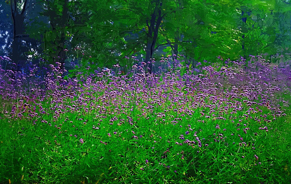 薰衣草树林油画