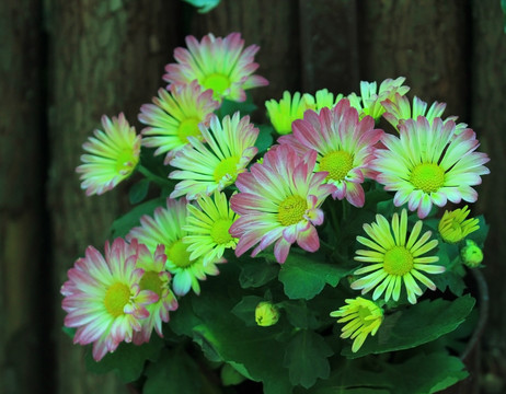 野菊花