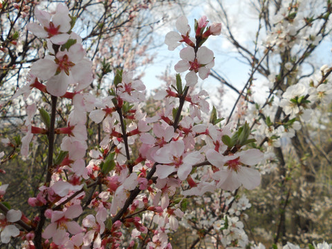 梨花 樱花 桃花