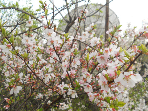 桃花 樱花 梨花