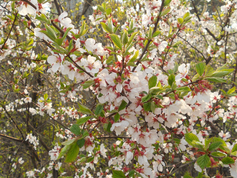 桃花 樱花 梨花