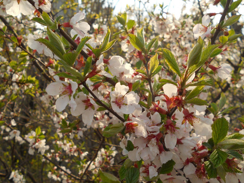 桃花 樱花 梨花