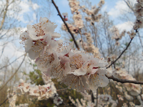 桃花 樱花 梨花