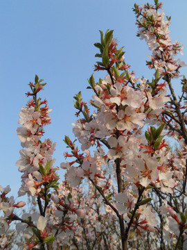 桃花 樱花 梨花