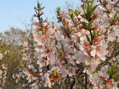 桃花 樱花 梨花