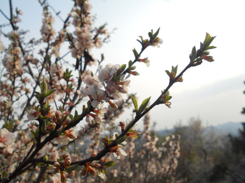 桃花 樱花 梨花