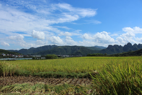 田野 水稻 山川 蓝天白云 山