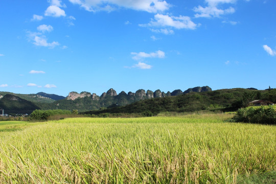 田野 水稻 山川 蓝天白云 山