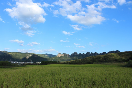 田野 水稻 山川 蓝天白云 山