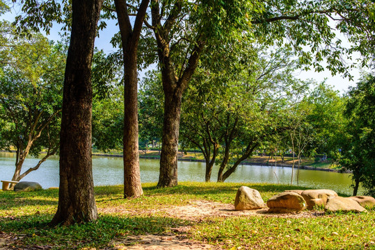 阳光池塘树林草地