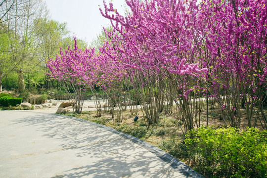 公园里的紫荆花