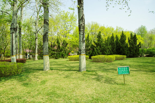 公园绿地 白杨