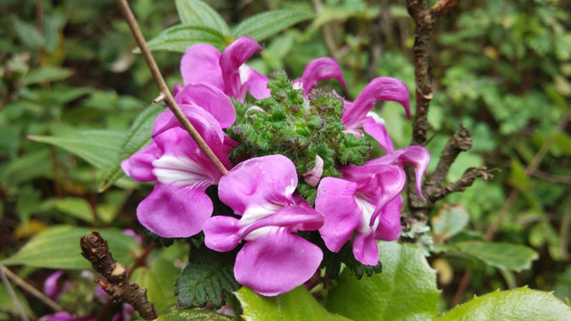 紫色凤仙花