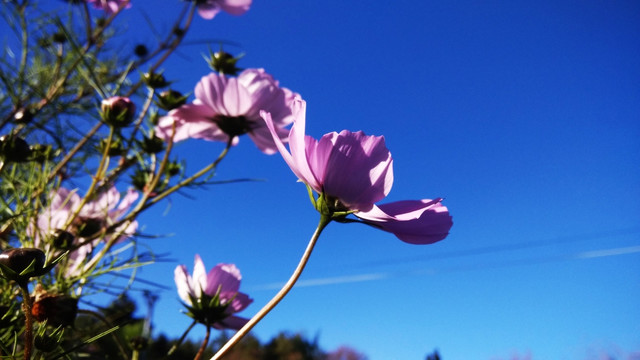 格桑花