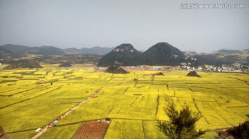 罗平油菜花