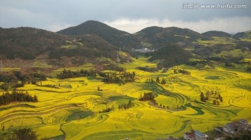 罗平油菜花