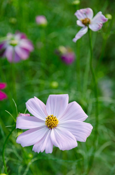 格桑花