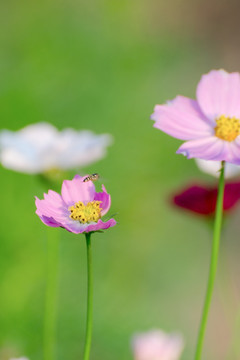 格桑花