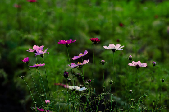 格桑花