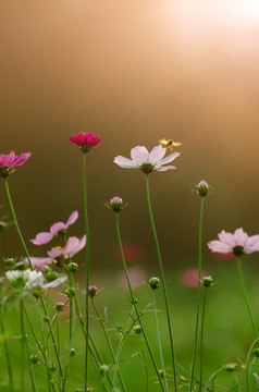 格桑花