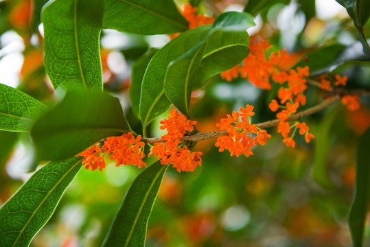 桂花 高清