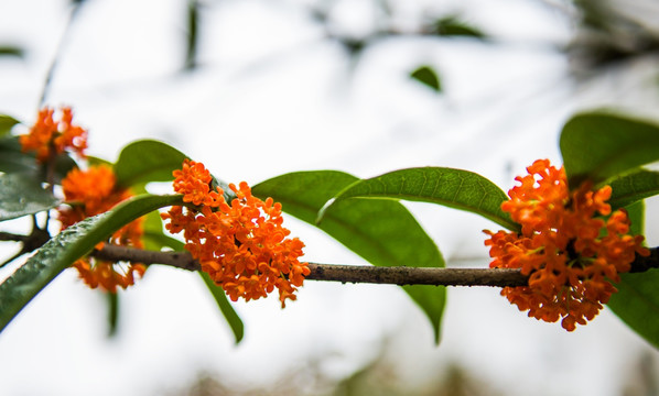 桂花