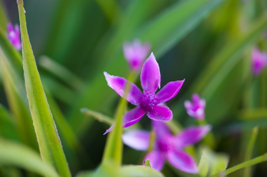 塑料兰花