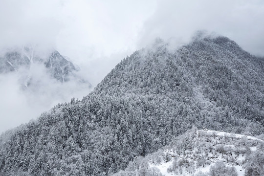 雪中山林