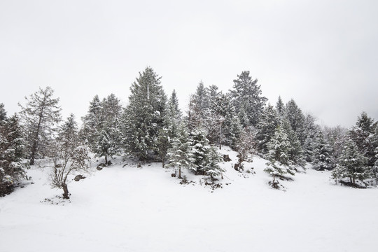 雪中树林