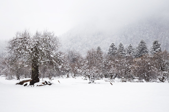 雪中树林