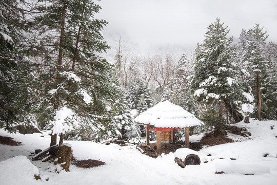 雪中森林