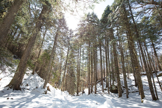 雪中森林