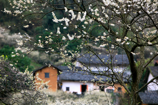 梨花盛开的村庄