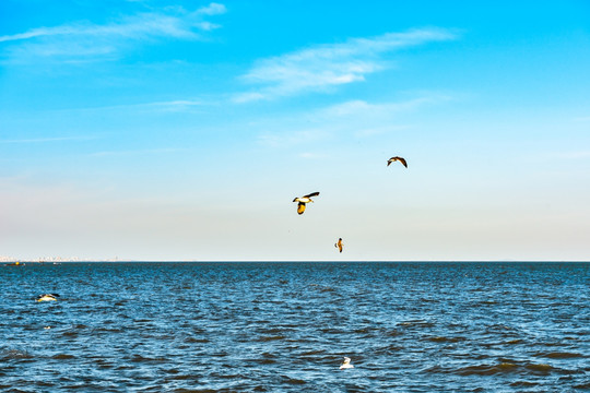 大海 海鸥