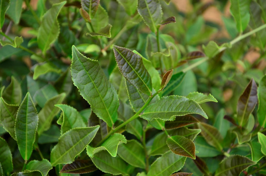 大红袍茶树 紫红袍枝叶