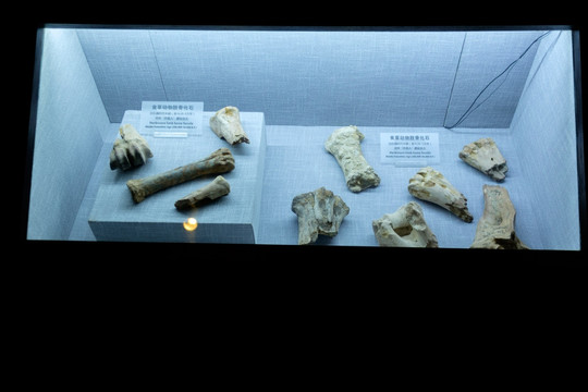 动物骨头化石