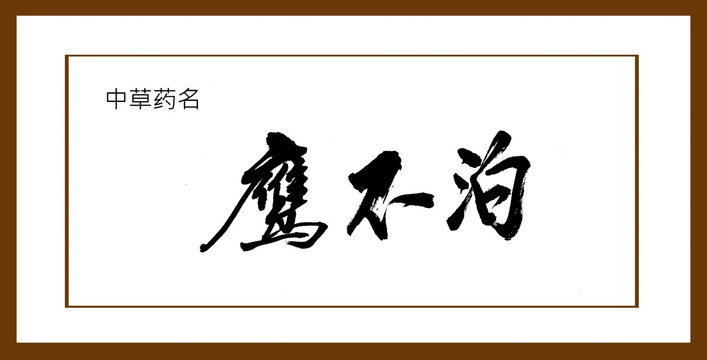 鷹不泊
