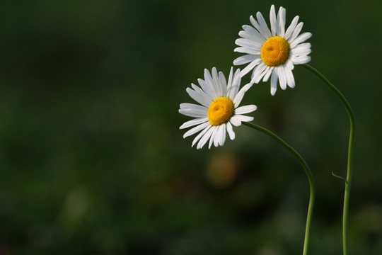 雏菊