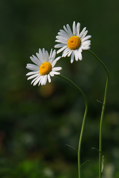 雏菊