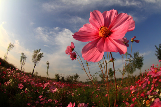 格桑花