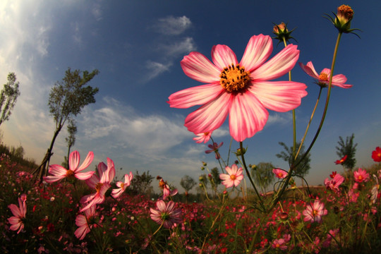 格桑花