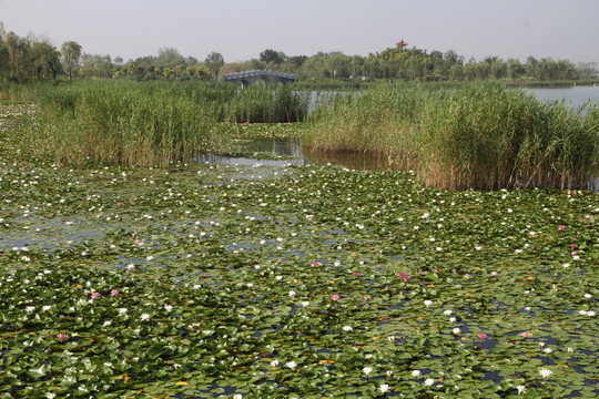 马踏湖湿地公园