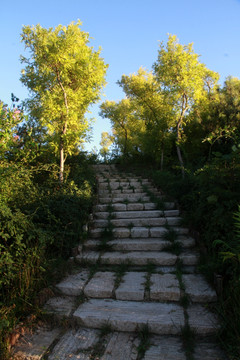 红叶 小路 台阶