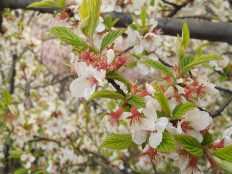 桃花 樱花 梨花