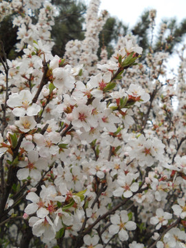 桃花 樱花 梨花